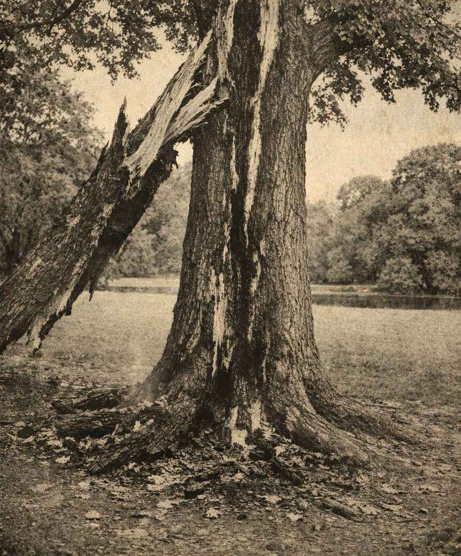 Woman Found UNCONSCIOUS in Prospect Park - Claims She Was Accosted by Elves